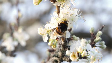 Free Images Insecte Flower Pollinator Arthropod Petal Branch