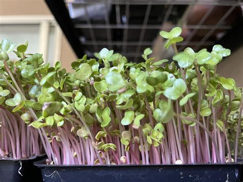 Villarina's Pasta Shop of Newtown - * Sunday Flavors Alert * Pre-packed