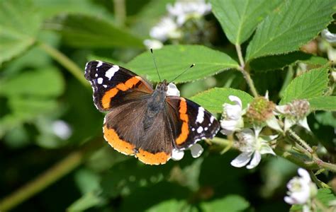 papillon amiral rouge insecte photo gratuite sur pixabay pixabay