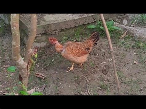 Naked Necked Chicken In Village Home YouTube