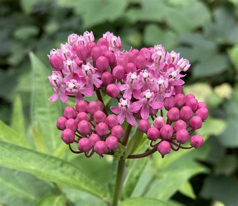11-a Swamp Milkweed – Garden Club of Minneapolis