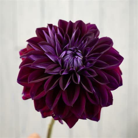 dahlia tuber how to plant 7