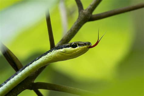 How to Protect Rabbits From Snakes: 8 Tips That REALLY Work