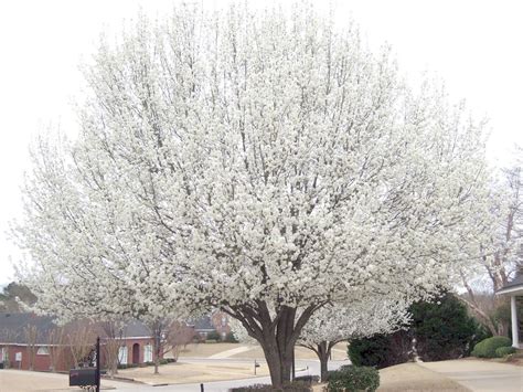 floweringpear la tejana tree sales