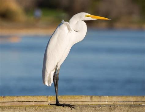 A Guide To The Top White Birds With Long Beaks