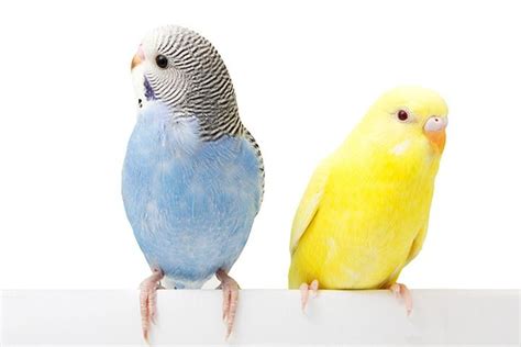 6 Animais Domésticos - O que São, Lista, Exemplos e Imagens