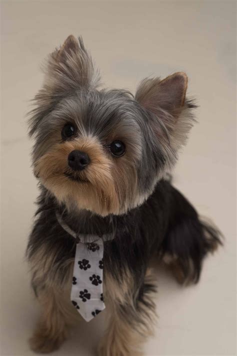 Pin by Candy Vaughn on Poodles | Terrier puppies, Yorkshire terrier dog