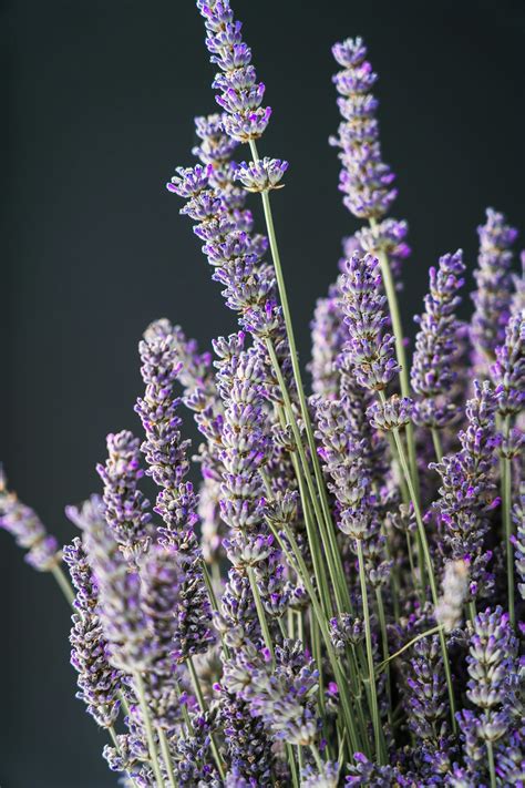 lavender floral background