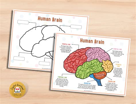 Explore the Human Brain Anatomy A PRINTABLE Activity Pack for Kids