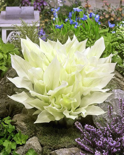 Hosta Plants With White Flowers Hosta Miss America Sugar Creek
