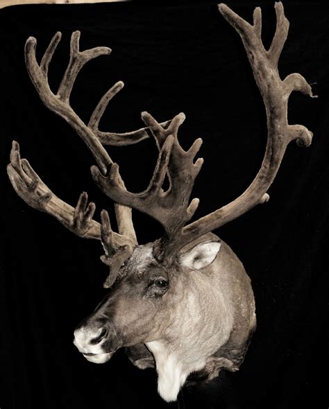Velvet Preservation