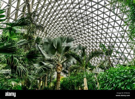 China Shanghai Botanical Garden Greenhouse Different Kinds Of Palm