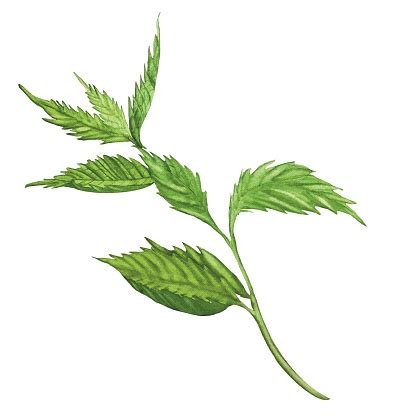 young nettle   stem stock illustration  image