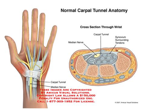 Amicus Illustration Of Amicusanatomycarpaltunnelnormalhandwrist