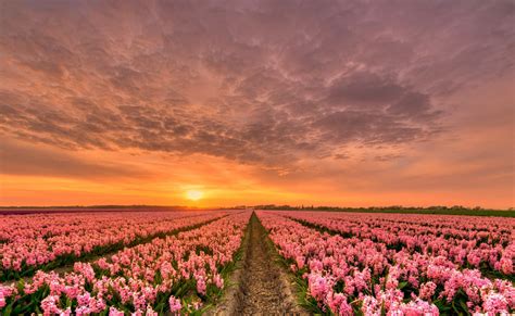 Download Pink Flower Field Sunset Nature Hyacinth 4k Ultra Hd Wallpaper