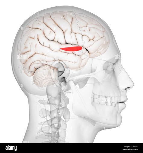 Medial Globus Pallidus Artwork Hi Res Stock Photography And Images Alamy