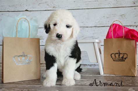 Sheepadoodle puppy | Sheepadoodle puppy, Sheepadoodle, Doodle dog
