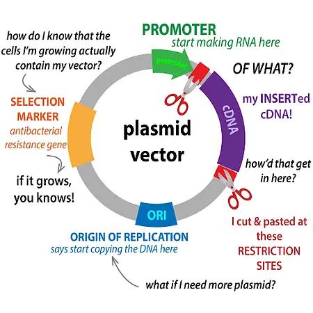 plasmids definition structure functions examples biology notes