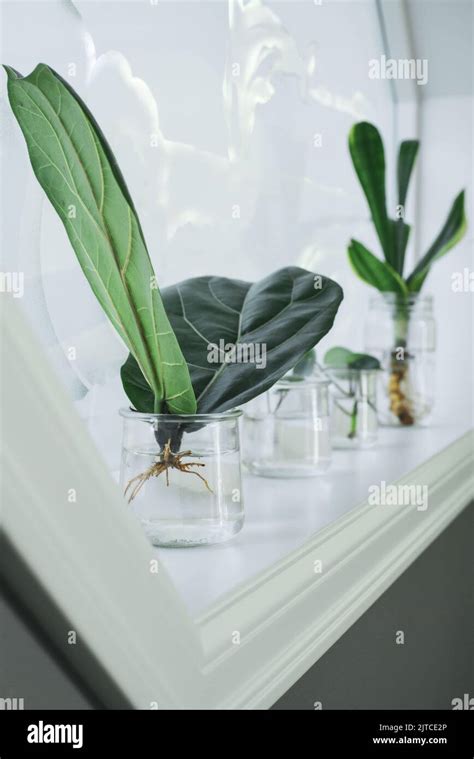 fiddle leaf fig propagation  cutting stock photo alamy