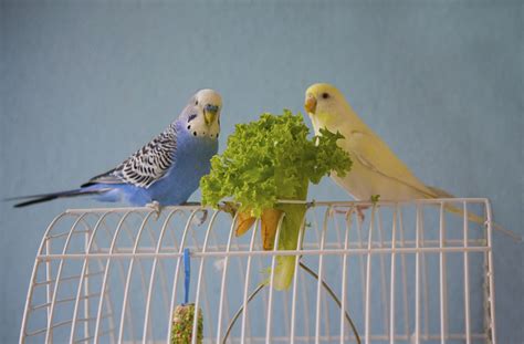 How To Tell Parakeet Sexes Apart Varieties And Types Parakeets Guide