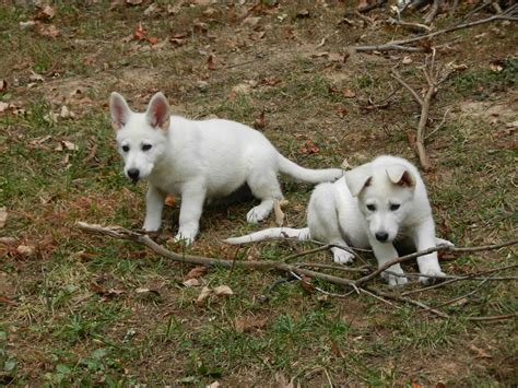 White German Shepherd Sisters