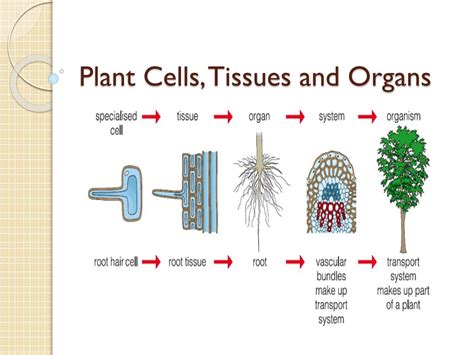 PPT - Plant Cells, Tissues and Organs PowerPoint Presentation, free ...