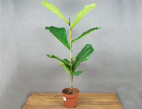 Два Ботаника | Напольные комнатные растения