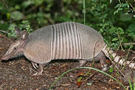 tatu canastra conheca  maior  mais raro tatu  mundo  vive na