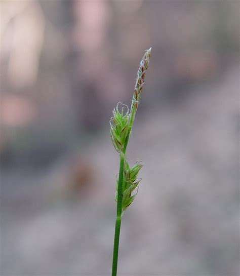 Carex Albicans White Tinged Sedge Go Botany
