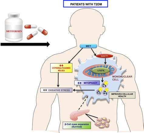 Depicting That Metformin Induces Mitophagy Via Ampk Activation In