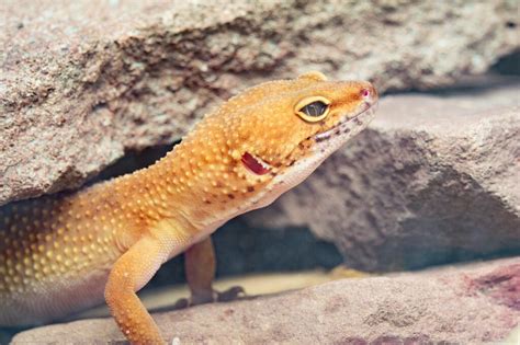 Why Is My Leopard Gecko Pale? | MyPetCareJoy