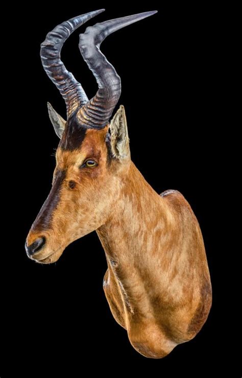 Hartebeest Taxidermy South Africa Get Hartebeest Trophy Quote