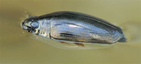 Жуки ветрячки (Gyrinidae) – Мир Знаний