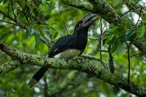 Trumpeter Hornbill Facts Diet Habitat And Pictures On Animaliabio