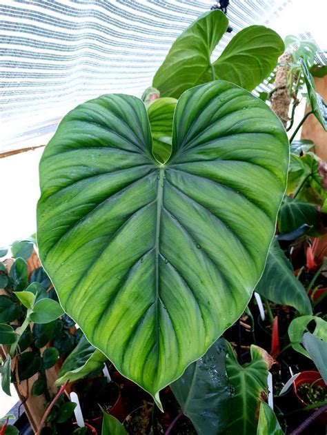 Philodendron Sp Columbia