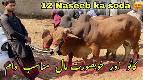 12 Naseeb Ka Soda For 2023 Malir Mandi Katu Maal Rate Update Cow