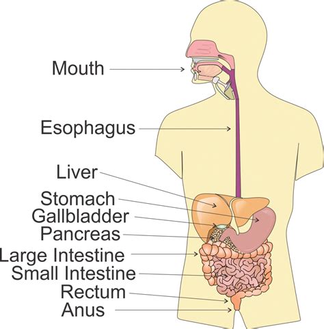 Section 5: The Digestive System | Nitty Gritty Science