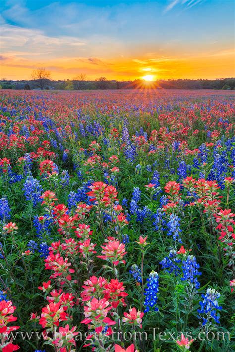 Bluebonnets and Indian Paintbrush Sunset 320-4 | Washington County ...