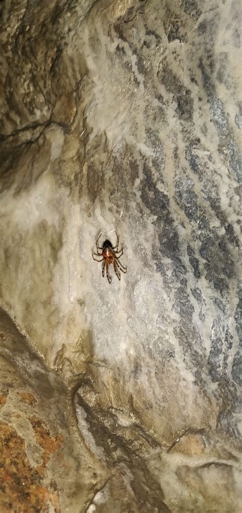 Cave Spider Insect Free Photo On Pixabay Pixabay