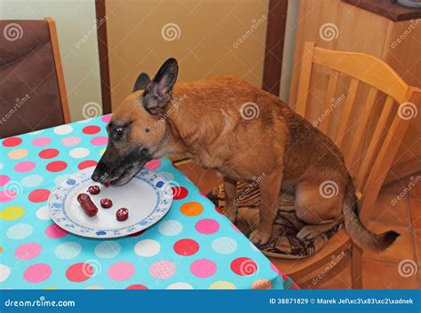 Dog Eating Sausage Stock Image Image Of Mammal Hungry 38871829