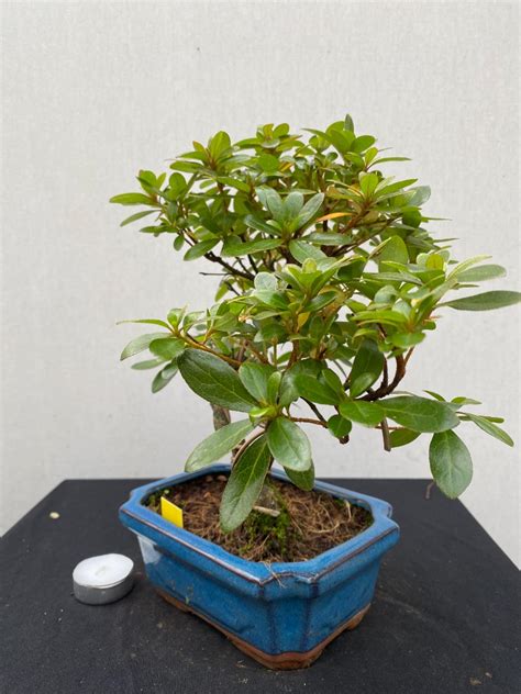 Bonsai Azalea Indica Nr 202 Matthijsplantenpaleis