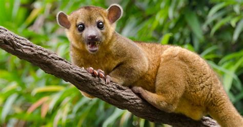 Kinkajou Disney Animals Wiki Fandom