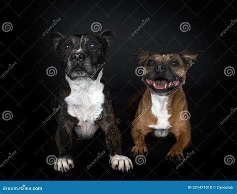 Staffordshire Bull Terriers Stock Photo Image Of Studio Purebred