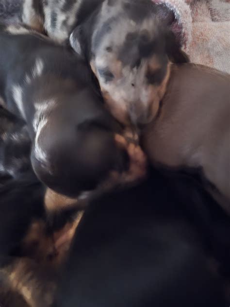 Purebred miniature Dashchund Puppies | PetClassifieds.com - petclassifieds