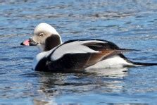 Duck And Waterfowl Identificationtry A Free Quiz Bird Academy The