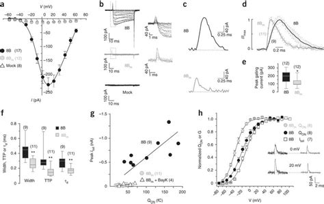 Biophysical Properties Of Wild Type And Mutant Cav13 Ltccs A