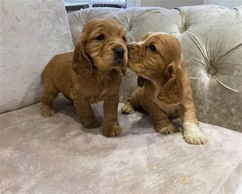 Me Gusta Comentarios Cocker Spaniel Cocker Spaniel En