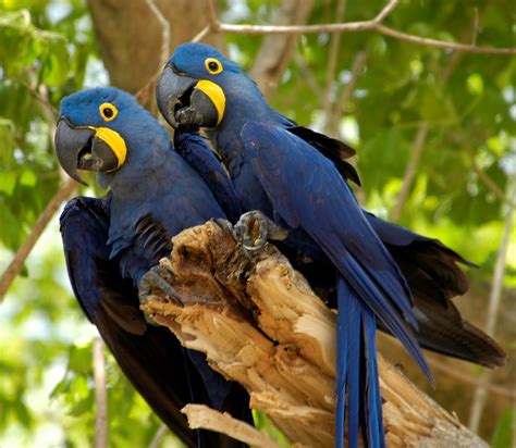 Fotos De Animais Extintos No Brasil - Fotos De Animais Em Extincao No Brasil - GITEDU