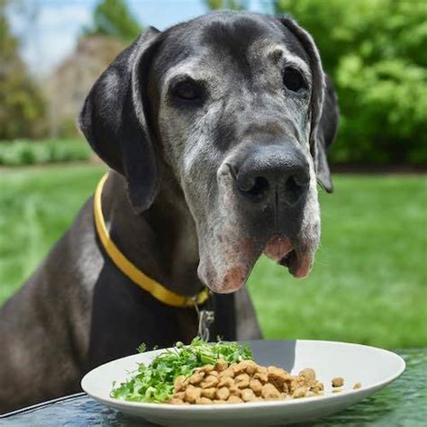 The Best Diet For Senior Great Danes Supporting Your Senior Gentle