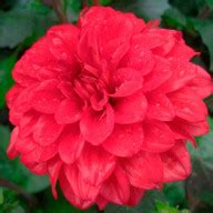 Георгина гэллери «Singer» | Купить саженцы (клубни) георгинов по ...